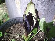 Arum dioscoridis